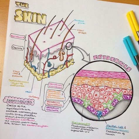 Cells Drawing, Studie Hacks, Skin Anatomy, Medicine Notes, Skin Therapist, Medical Student Study, Nursing School Survival, Nursing School Studying, Medical School Inspiration