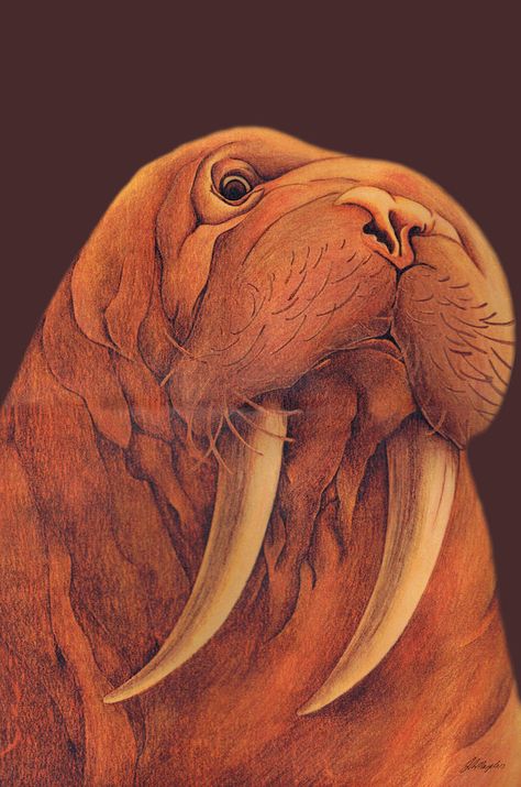 fatboygotsick.deviantart   COLORED PENCIL Walrus Art, Football Coloring Pages, Colored Pencil Portrait, Color Pages, Fat Boy, Winter Animals, Nature Kids, Color Pencil Drawing, Color Pencil Art