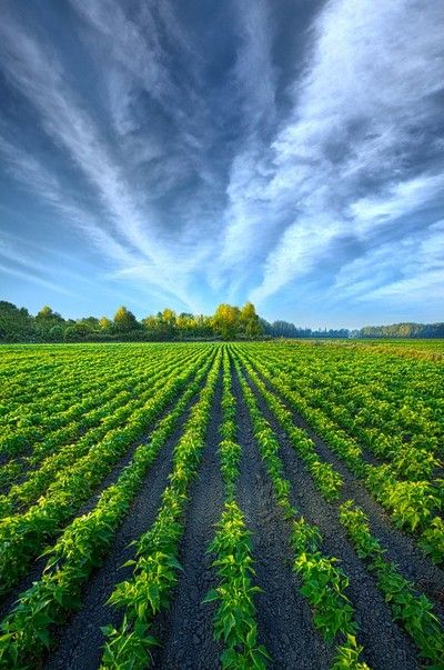 Agriculture Pictures, Agriculture Photography, Farm Scenery, Farm Photography, Moon Photography, Amazing Views, Beautiful Locations Nature, Landscape Artist, Nature Images