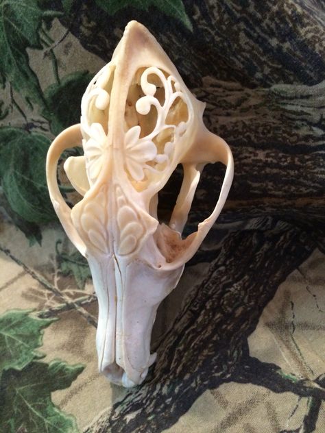 Carved coyote skull. To see more check out buckwildcustoms on Facebook. Coyote Skull Decor, Deer Skull Carving, Coyote Skull Art, Animal Skull Wallpaper, Animal Skull Decor, Skull Wallpapers, Carved Skulls, Deer Skull Art, Deer Antler Crafts