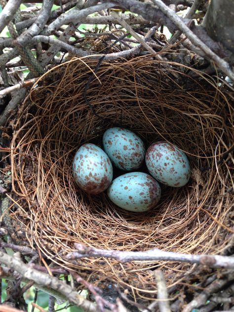 Nest Aesthetic, Bird Nests Art, Bird Nest Painting, Robin Eggs, Birds Eggs, Mocking Bird, Egg Pictures, Nest Art, Bird Nests