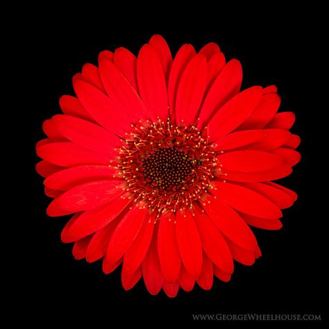 Pretty Flowers Photography, Gerber Daisies, November 1st, Background Wallpaper For Photoshop, Gerbera Daisy, Black And White Wallpaper, Macro Lens, Family Events, Indoor Plant