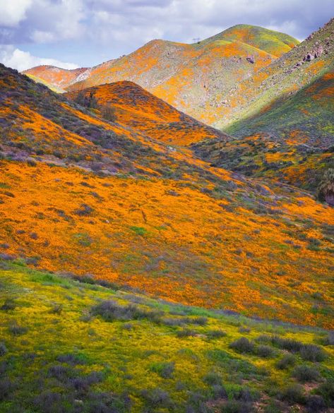 Super Bloom, Rural Area, Spring Blooms, April 2024, Real Life Stories, In Bloom, Nature Photos, Southern California, Flight