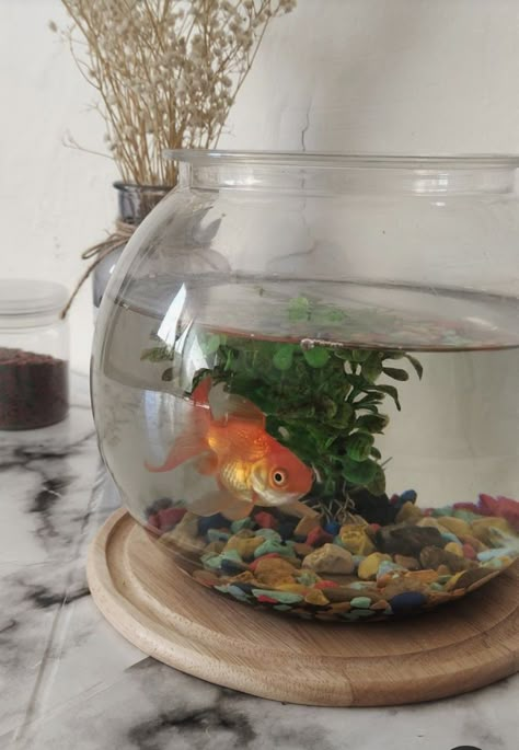 Goldfish Bowl Aesthetic, Fish Pet Aesthetic, Pet Fish Bowl, Goldfish Aesthetic, Fish Bowl Decorations, Dump Pictures, Random Painting, Aquarium Pictures, Indian Room