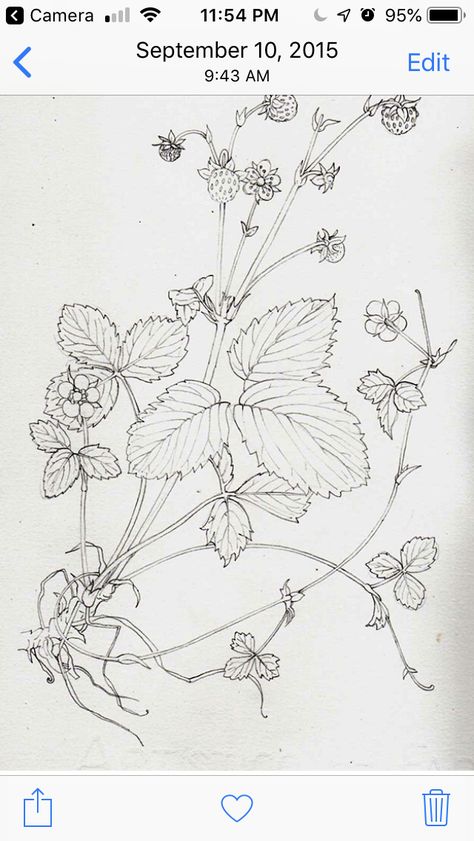 Wild Strawberry Tattoo Black And White, Hedgerow Illustration, Strawberry Botanical Illustration, Strawberry Botanical, Illustration Step By Step, Lizzie Harper, Step Illustration, Acab Tattoo, Strawberry Drawing