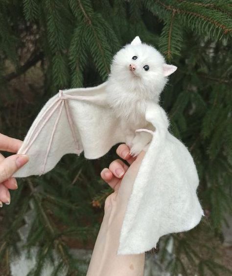 Animals Are Best Friends! | How totally beautiful is this albino bat | Facebook Bat Wings Reference, Albino Oc, Albino Art, Albino Bat, Bat Creature, Albino Cat, Vampire Drawing, Bat Cute, Fox Bat