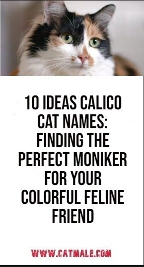 10 ideas Calico Cat Names: Finding the Perfect Moniker for Your Colorful Feline Friend Desert Names, Kitten Names Girl, Calico Cat Names, Girl Cat Names, Good Names, Cute Cat Names, Calico Cats, Kitten Names, Cat Personalities