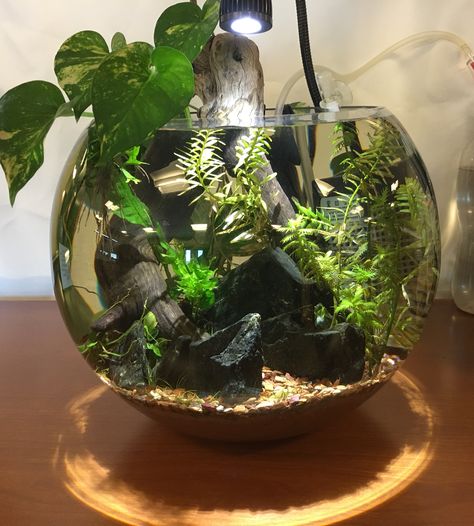 Bowl update 2 5/8/18 Planted Bowl Aquarium, Riparium Tanks, Planted Jar Aquarium, Betta Bowl Ideas, Fish Bowl Aquascape, Small Fish Bowl Ideas, Beta Fish Bowl Ideas, Bowl Aquascape, Planted Fish Bowl