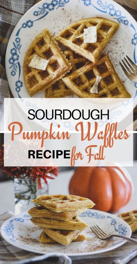 Sourdough Waffles Recipe, Sourdough Waffle Recipe, Pumpkin Sourdough, Pumpkin Waffles Recipe, Sourdough Waffles, Sourdough Pumpkin, Pumpkin Spice Waffles, Pumpkin Breakfast, Waffle Ingredients