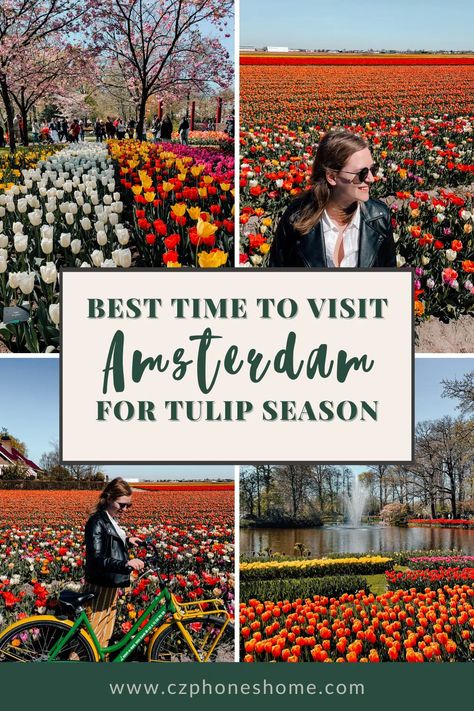 Amsterdam Tulip Festival, Netherlands Keukenhof, Tulips In Amsterdam, Amsterdam What To Do, Types Of Tulips, Amsterdam Tulips, Amsterdam Itinerary, Keukenhof Gardens, Amsterdam Travel Guide