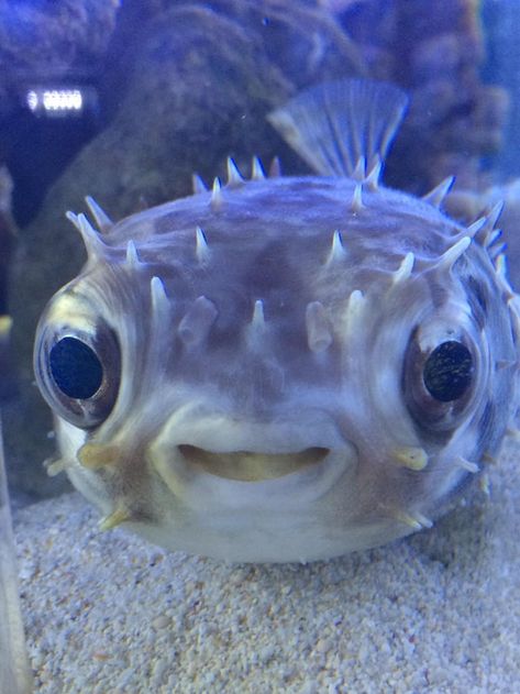 More memes, funny videos and pics on 9GAG 손 로고, Cool Sea Creatures, Underwater Animals, Puffer Fish, Beautiful Sea Creatures, Water Animals, Cute Fish, Aquatic Animals, Silly Animals