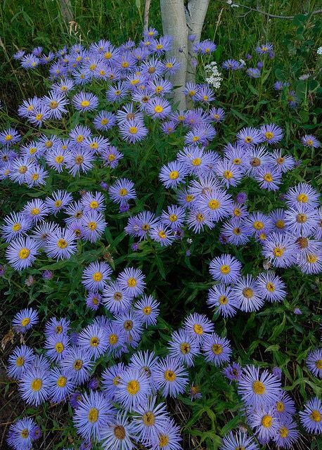 Colorado Flowers, Colorado Wildflowers, Flowers Wild, Aster Flower, Meadow Garden, Wildflower Garden, Forest Flowers, Landscape Ideas, Types Of Flowers