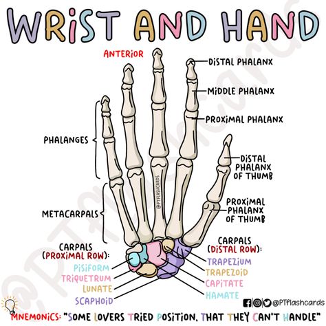 (1) PT flashcards på X: «Wrist and Hand: Carpal bones in the wrist ❤️ Reference: Tortora, Gerard J., and Bryan Derrickson. Principles of Anatomy and Physiology. 12th ed, John Wiley & Sons, 2010. #Anatomy #PhysicalTherapy #PTknows #PTstudygram #MedicalFacts #Studygram #PTreviews #Medicine #medstudent https://t.co/FJldgrr4zH» / X Wrist Bones Anatomy, Wrist And Hand Anatomy, Bone And Muscle Anatomy, Anatomy Bones Studying, Medical School Notes Anatomy, Anatomy Memorization Tips, Wonderlic Study Guides, Study Tips For Anatomy And Physiology, Special Senses Anatomy Physiology