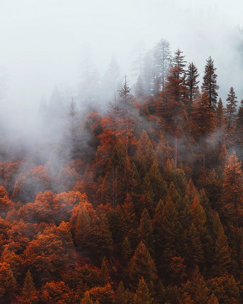 Autumn Western Aesthetic, Moody Fall Aesthetic, Spooky Landscape, Washington Fall, Forest Falls, Fall Landscape Photography, Fall Forest, Autumn Magic, Dark Autumn