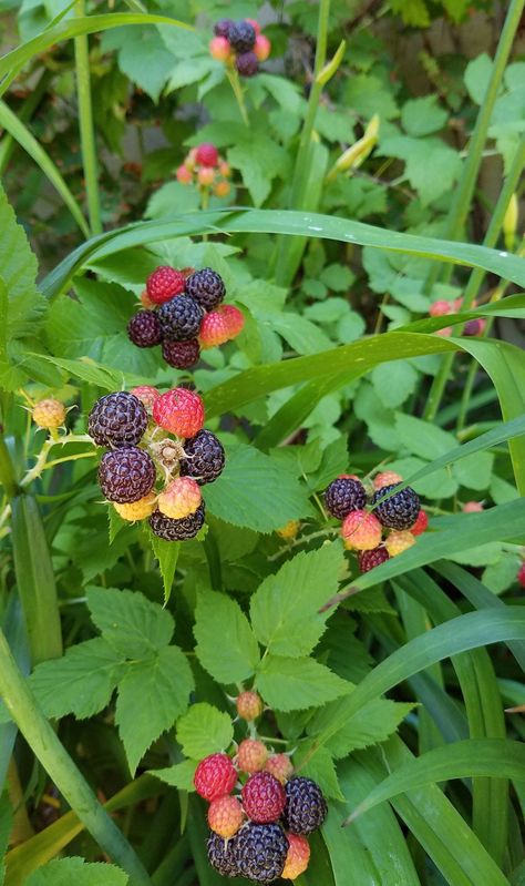 Edible Gardens: Black Raspberries, America's Lost Fruit - Gardenista Container Gardening Fruit, Black Raspberries, Sunflower Tattoo Sleeve, Raspberry Plants, Berry Patch, Plant Diy, Edible Gardens, Gardening Projects, Wild Edibles