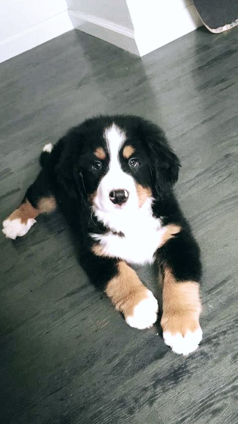 Burmese Mountain Dogs, Bernese Mountain Dogs, Cele Mai Drăguțe Animale, Psy I Szczenięta, Super Cute Puppies, Baby Animals Pictures, Really Cute Dogs, Cute Little Puppies