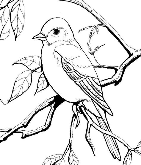 Fantastic Photo Coloring Sheets Tips It is no key that color publications pertaining to grown-ups are generally all the rage these kind o #Coloring #Fantastic #Photo #Sheets #Tips Bird Coloring, Bird Coloring Pages, Bird Book, Animal Book, Animal Patterns, Book Images, Bird Drawings, Animal Coloring Pages, Alam Yang Indah