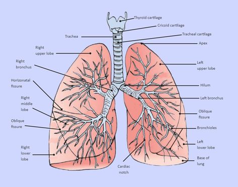 Lung Diagram Labeled Lungs Diagram, Lower Respiratory Tract, Lungs Drawing, Respiratory System Anatomy, Human Respiratory System, Biology Diagrams, Lung Anatomy, Image Simple, Human Lungs