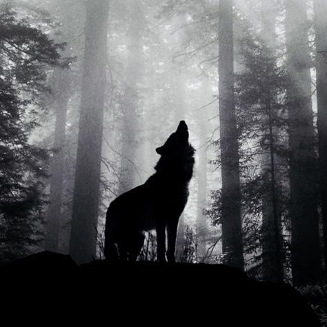 Black Wolf Lodge on Instagram: “Howl with me 🖤🐺🖤” Black Wolf, A Wolf, Wallpapers, On Instagram, Black, Instagram