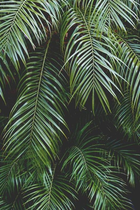 palm branches #grow Tree Leaf Wallpaper, Palm Trees Garden, Palm Tree Photography, Palm Trees Wallpaper, Lock Screen Wallpaper Iphone, Trendy Plants, Palm Tree Leaves, Wallpaper Iphone Summer, Wallpaper Tumblr