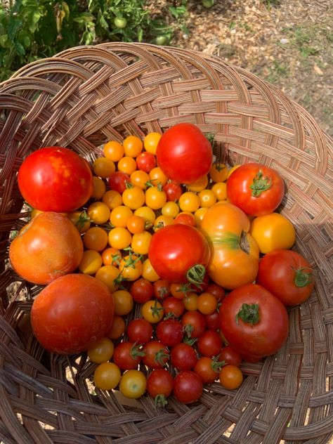 Fresh Veggies Aesthetic, Organic Farming Aesthetic, Simple Life Aesthetic Farm, Food Garden Aesthetic, Vegetable Garden Aesthetic, Farming Aesthetic, Tomato Harvest, Harvest Basket, Future Farms