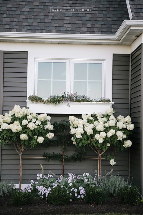 Blushing Bride Hydrangea, Rose Of Sharon Tree, Front Yard Planters, Hydrangea Landscaping, Annabelle Hydrangea, Wisteria Tree, Patio Small, Landscaping Flowers, Eyes Blue