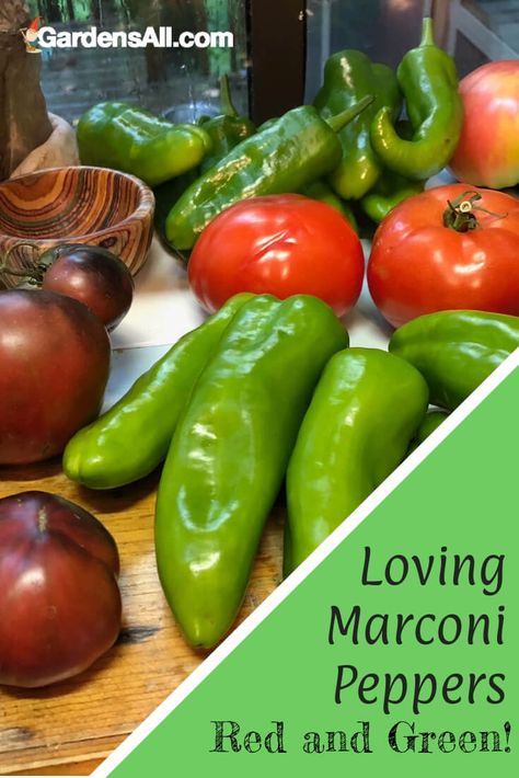 Loving Marconi Peppers - Red and Green! | GardensAll | Gardening Stuffed Marconi Peppers, Giant Marconi Peppers Recipes, Marconi Peppers Recipes, Giant Marconi Peppers, Marconi Peppers, Long Green Peppers, Green Pepper Recipes, Crockpot Stuffed Peppers, Growing Spinach