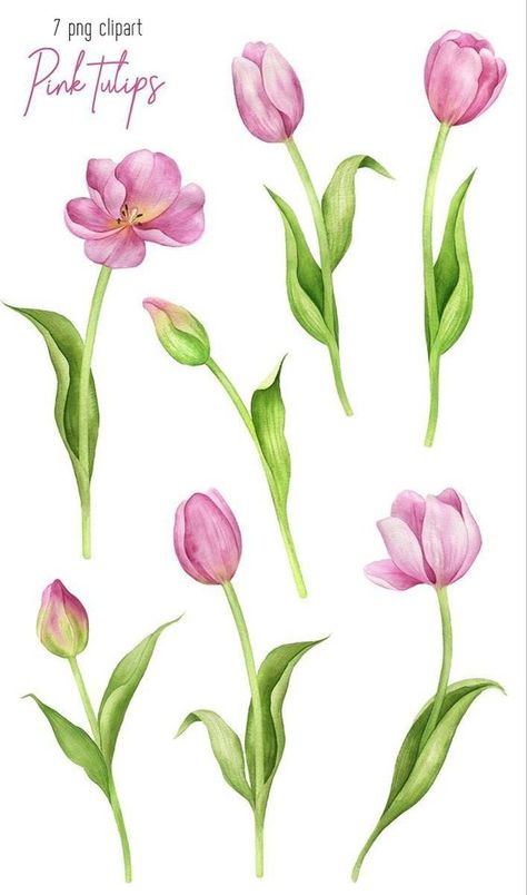 Tulip Flower Drawing, Tulip Drawing, Tulip Tattoo, Tulips Art, Watercolor Tulips, Flowers Clipart, Watercolor Flower Art, Pastel Flowers, Pink Tulips