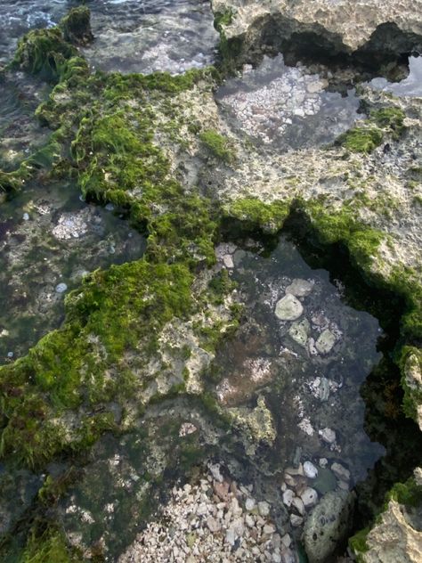 low tide • tidepooling • nature • animals • date • travel • pretty • aesthetic Tide Pool Animals, Tidepool Aesthetic, Natural Science Aesthetic, Digital Photo Album, Tide Pool, Pretty Nature, Pretty Aesthetic, Point Loma, Early Mornings