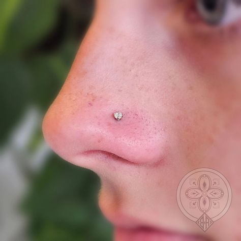 Classy little gold claw set cubic zirconia installed into this nostril piercing. 😍 Aesthetic Nose Piercing Stud, Tiny Nose Piercing Stud, Tiny Nose Piercing, Tiny Nose, Nostril Piercing, Nose Piercing Stud, Nose Pin, Nose Piercing, Cubic Zirconia