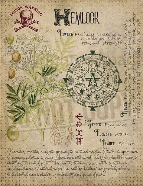 Hemlock | Book of shadows, Wiccan spell book, Herbal magic Witches Book Of Shadows, Journal Witchcraft, Plant Knowledge, Witches Book, Stary Papier, Botanisk Illustration, Creaturi Mitice, Egiptul Antic, Magickal Herbs