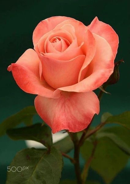 Colors Of Roses, نباتات منزلية, Fleur Orange, Rose Pictures, Hybrid Tea Roses, Most Beautiful Flowers, Orange Roses, Beautiful Rose Flowers, Garden Care