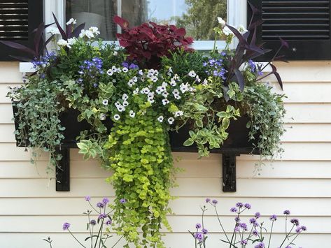 Window Boxes 3 Planter Boxes Flowers, Flower Containers, Window Plants, Window Box Flowers, Window Planters, Flower Window, Window Planter Boxes, Saving Grace, Garden Shrubs