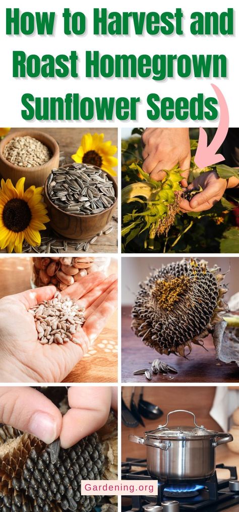 Harvesting Sunflower Seeds To Eat, How To Process Sunflower Seeds, How To Cook Sunflower Seeds, Roasting Sunflower Seeds In Shell, How To Roast Sunflower Seeds, How To Harvest Sunflower Seeds, Sunflower Seed Recipes Snacks, Roasted Sunflower Seed Recipes, Sunflower Seeds Recipes