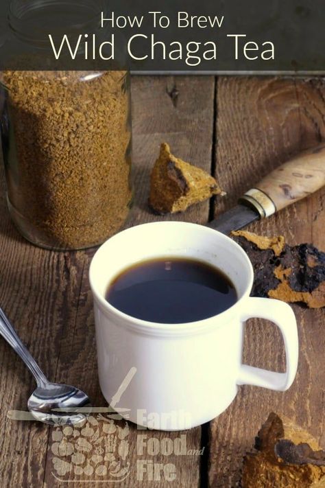 Learn how to make chaga tea at home, with this guide covering everything from foraging to brewing. Chaga tea makes a great healthy alternative to coffee! #chaga #tea #foraging #herbaltea via @earthfoodandfire Chaga Tea Recipes, Chaga Mushroom Tea, Coffee Alternative Healthy, Chaga Tea, Wild Food Foraging, Tea At Home, Mushroom Tea, Foraged Food, Chaga Mushroom