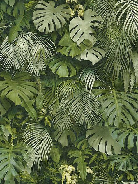 Wallpapers To Go - Top Wallpaper Designs Up To 25% Off Perth Wallpaper, Palm Print Wallpaper, Greenery Wallpaper, Wallpaper Jungle, Palm Leaf Wallpaper, Green Jungle, Leaf Photography, Palm Wallpaper, Estilo Tropical