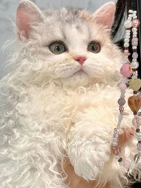 Curly Hair Kitten, Curly Cat Aesthetic, Curly Hair Cats Kitty, Curly Cats, Poodle Cat, Curly Haired Cat, White Curly Hair, Cute Curly Hair, Curly Cat