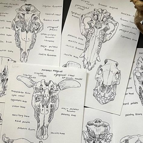 Dr. Leatrize 🇵🇭 on Instagram: "Vet notes: Skull Comparative Anatomy 💀💀💀" Animal Anatomy And Physiology, Veterinary Study Notes, Vet Aesthetic, Veterinary Study, Comparative Anatomy, Vet Tech School, Vet Notes, Medical Drawings, Animal Anatomy