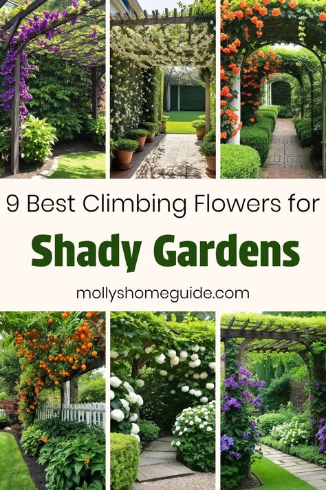 Discover a variety of beautiful climbing plants that thrive in shady spots. From stunning flowering vines to shade-loving climbers, find the best options for adding vertical interest to your garden. Whether you're looking for the best climbing flowers for shade or trellis plants to decorate your pergolas, there are plenty of options to choose from. Create a lush and welcoming outdoor space with these top picks of climbing plants for shade. Garden Vines Trellis, Climbing Plant Trellis Ideas, Climbing Flowers For Shade, Pergola Plants Vines, Climbing Plants On House, Best Climbing Flowers For Trellis, Trumpet Vine Trellis, Climbing Shade Plants, Climbers Plants