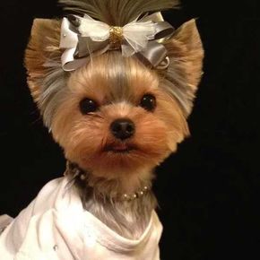 Short haircut for Yorkie girl Yorkie Puppy Haircuts, Yorkie Hair, Yorkie Cuts, Yorkie Hairstyles, Chien Yorkshire Terrier, Ras Anjing, Puppy Haircut, Yorkie Haircuts, Yorkshire Terrier Haircut