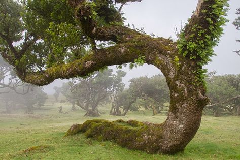 Weird Trees, Laurel Tree, Amazing Trees, Silk Tree, Giant Tree, Misty Forest, Old Trees, Ancient Tree, Tree Trunks