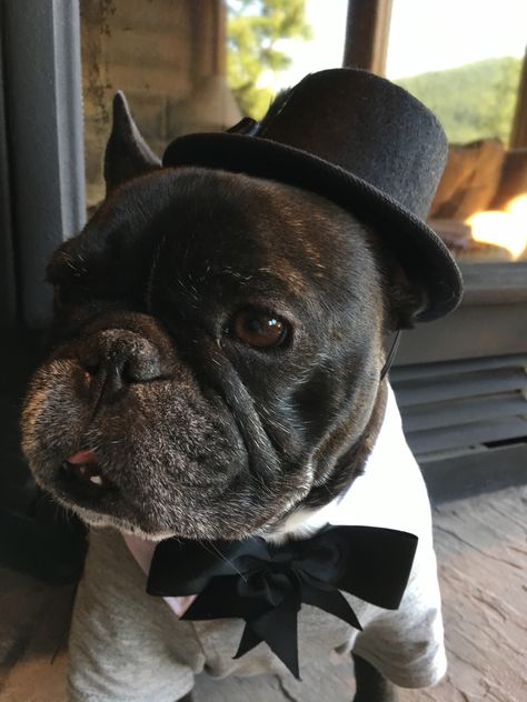 Chewy the ring bearer. Ring Bearers, Bull Dogs, French Bull, Dog Boarding, French Bulldogs, Rings For Girls, Ring Bearer, Flower Girls, My Wedding