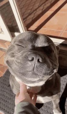 Aww, #look at this little #beauty! Cute Pitbulls, Staffy Dog, Very Cute Dogs, Pitbull Puppies, Puppy Eyes, Silly Animals, Cute Funny Dogs, Pet Life, Cute Animal Photos