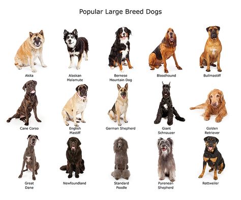 Top Dog Names, Ras Anjing, Dog Breeds List, Big Dog Breeds, Dog Breeds Medium, Cute Puppy Videos, Purebred Dogs, Dog Info, Dog People