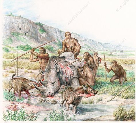 Homo heidelbergensis butchering a rhino, illustration - Stock Image - C036/7669 - Science Photo Library Rhino Illustration, Homo Heidelbergensis, Homo Habilis, Prehistoric Man, Stone Tools, Early Humans, Human Evolution, Science Photos, Animal Bones