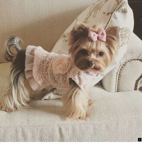 14 Fascinating Costumes For Your Yorkshire Terriers - PetPress Yorkie With Bow, Yorkie Dressed Up, Yorkie In Clothes, Yorkie Face Haircut, Yorkie Outfits, Dogs With Bows, Cute Dog Outfits, Yorkie Haircut, Baby Yorkie