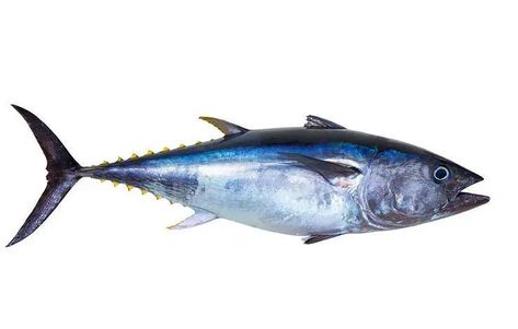 Perbedaan Mendasar Ikan Tongkol, Cakalang, dan Tuna | ResepKoki Fish Sketch, Ikan Air Tawar, Penyakit Jantung, Minnie Mouse Images, Bluefin Tuna, Air Tawar, Tuna Fish, White Stock, Omega 3