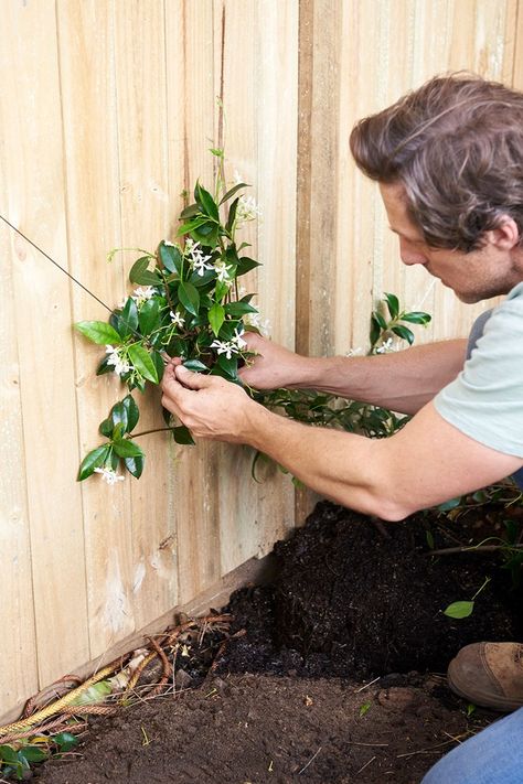 How to make a pretty wire trellis for your garden | Better Homes and Gardens Jasmine Trellis Wall Climbing Vines, Garden Wire Trellis, Jasmine Wire Trellis, Garden Wall Decoration Ideas Outdoor, Diamond Vine Trellis, Jasmine Climber Trellis, Jasmine Espalier Wall, Star Jasmine Espalier, Trellis For Climbing Plants