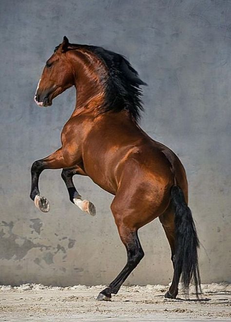 . Lusitano Horse, Cai Sălbatici, Photo Animaliere, Rasy Koni, Beautiful Horse Pictures, Horse Anatomy, Horse Inspiration, Horse Wallpaper, Andalusian Horse