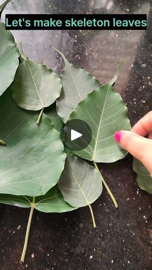 Facebook Resin Leaves Diy, Dried Leaves Crafts, Dry Leaf Art Ideas, Leaf Skeleton Art, Peepal Leaf Art, Skeletonized Leaves, Skeleton Leaf Art, Ocean Vbs Decorations, Leaf Crafts For Kids